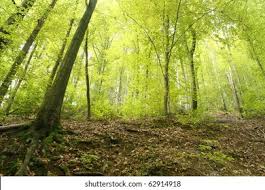 Keseimbangan Nitrogen dalam Tanah Hutan